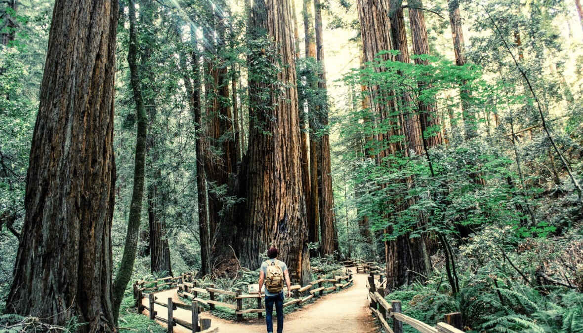 Mensch wandert auf einem Pfad durch einen Wald mit hohen Redwood-Bäumen, durch die das Sonnenlicht scheint.