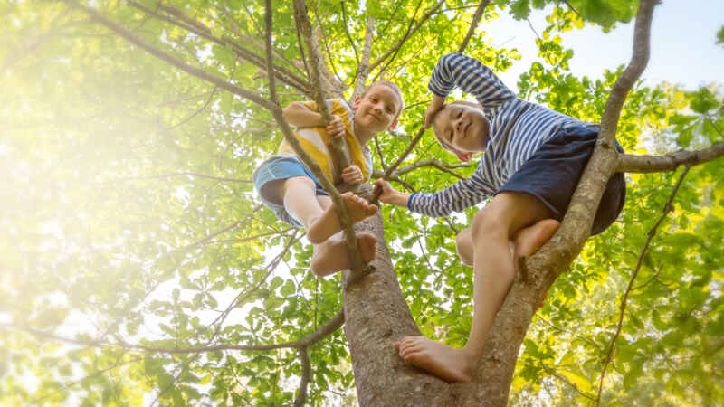Kinder klettern auf einem Baum, Sonnenschein durch die Blätter, fröhliches Sommerabenteuer in der Natur.