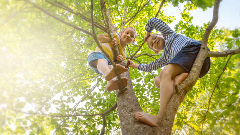 Zwei Kinder klettern im Sommer auf einen Baum, umgeben von grünen Blättern und hellem Sonnenlicht.