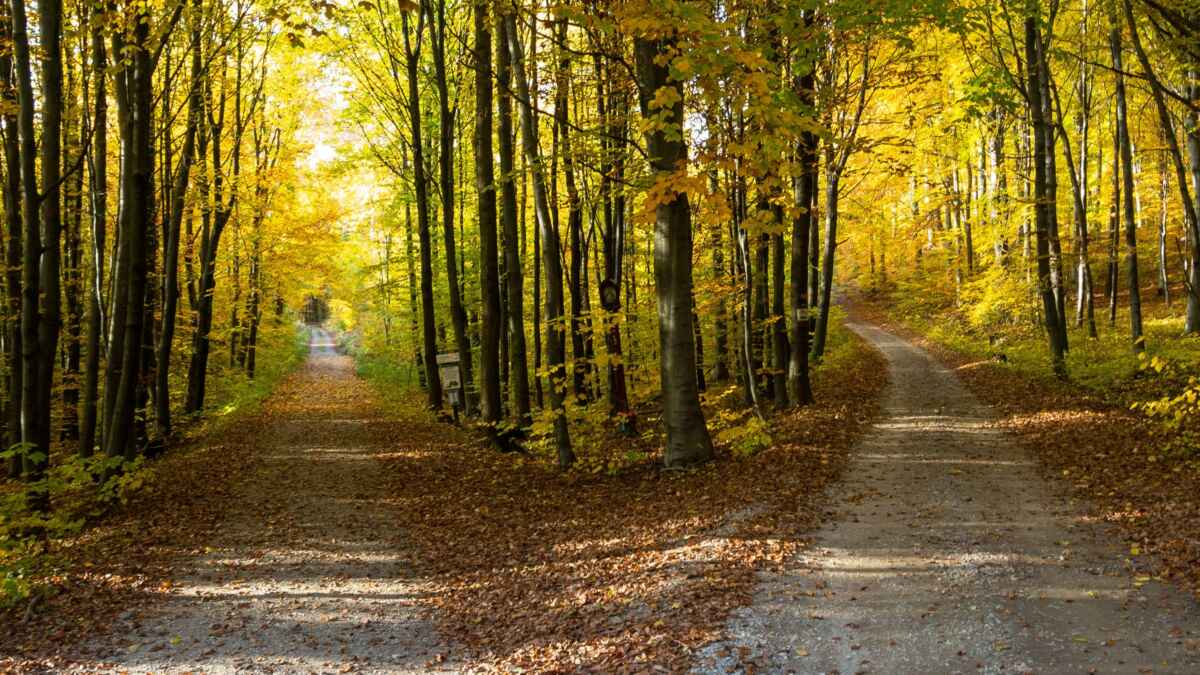 Waldweg im Herbst mit goldenen Blättern, der sich an einer Weggabelung teilt, umgeben von leuchtenden Bäumen.